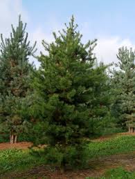 Attēlu rezultāti vaicājumam “Pinus banksiana”