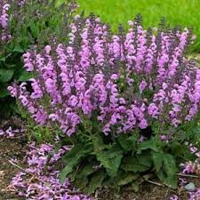 Image result for Salvia pratensis