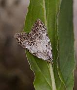 Attēlu rezultāti vaicājumam “Nola confusalis”