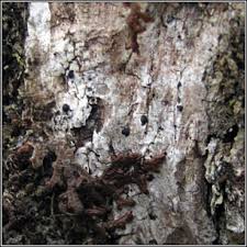 Attēlu rezultāti vaicājumam “Megalaria grossa”