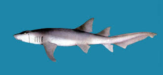 Image result for Nebrius ferrugineus