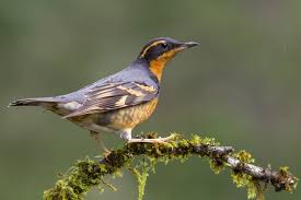 Image result for Ixoreus naevius