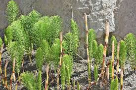 Attēlu rezultāti vaicājumam “Equisetum telmateia”