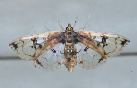 Attēlu rezultāti vaicājumam “Conardia compacta macro”