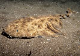 Image result for Squatina squatina