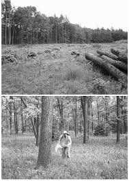 Attēlu rezultāti vaicājumam “Lopinga achine upperside”