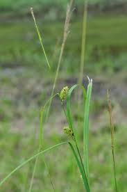 Attēlu rezultāti vaicājumam “Carex loliacea”