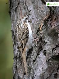 Attēlu rezultāti vaicājumam “Certhia familiaris”