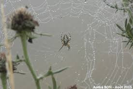 Attēlu rezultāti vaicājumam “Aculepeira ceropegia”