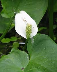 Attēlu rezultāti vaicājumam “Calla palustris”