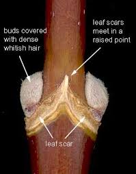 Attēlu rezultāti vaicājumam “Acer negundo bud”