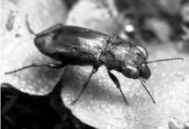 Attēlu rezultāti vaicājumam “Notiophilus biguttatus”