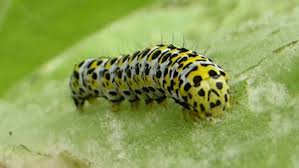 Attēlu rezultāti vaicājumam “Shargacucullia scrophulariae larva”