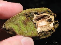 Attēlu rezultāti vaicājumam “Juglans cinerea fruit”