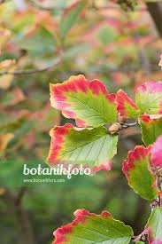 Attēlu rezultāti vaicājumam “Hamamelis vernalis leaf”
