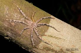 Attēlu rezultāti vaicājumam “Sparassidae”