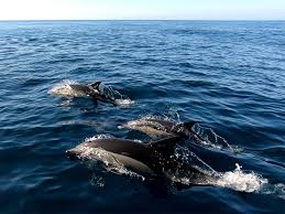 Afbeeldingsresultaat voor dolfijnen