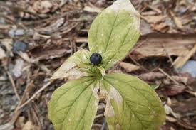 Attēlu rezultāti vaicājumam “Paris quadrifolia fruit”