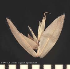 Attēlu rezultāti vaicājumam “Holcus lanatus”