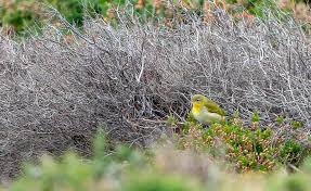 Image result for Vermivora peregrina