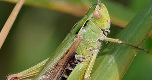 Attēlu rezultāti vaicājumam “Omocestus viridulus”