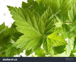 Attēlu rezultāti vaicājumam “Ribes nigrum leaf”