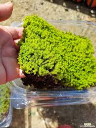 Attēlu rezultāti vaicājumam “Racomitrium canescens”