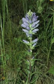 Image result for Campanula spicata