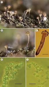 Attēlu rezultāti vaicājumam “Chaenotheca brunneola”