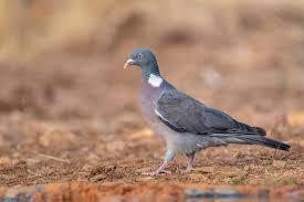 Image result for Columba palumbus
