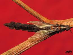 Attēlu rezultāti vaicājumam “Lymexylidae”