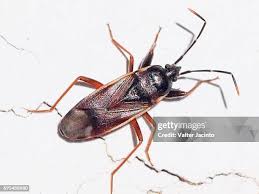 Attēlu rezultāti vaicājumam “Lygaeidae”