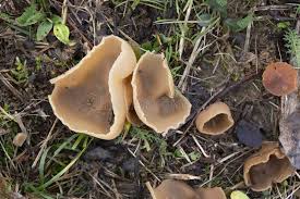 Attēlu rezultāti vaicājumam “Peziza varia”