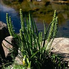 Attēlu rezultāti vaicājumam “Juncaginaceae”