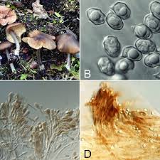 Attēlu rezultāti vaicājumam “Diderma montanum spores”