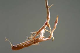 Attēlu rezultāti vaicājumam “Phalaroides arundinacea fruit”