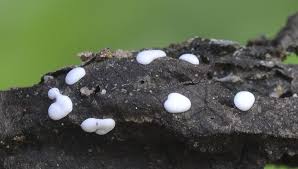 Attēlu rezultāti vaicājumam “Diderma chondrioderma macro”