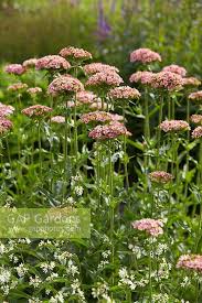 Attēlu rezultāti vaicājumam “Silene chalcedonica flower”