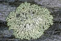 Attēlu rezultāti vaicājumam “Parmeliopsis ambigua”