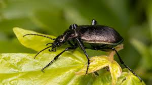 Attēlu rezultāti vaicājumam “Carabidae”