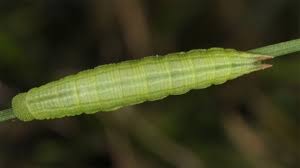 Attēlu rezultāti vaicājumam “Coenonympha hero underside”