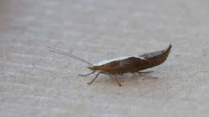 Attēlu rezultāti vaicājumam “Ypsolopha dentella”