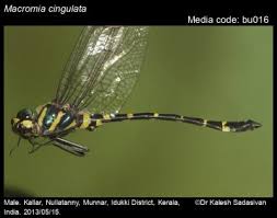 Attēlu rezultāti vaicājumam “Diderma cinereum macro”