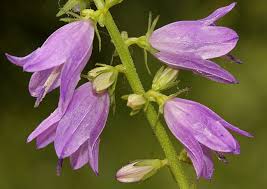 Image result for Campanula strigosa