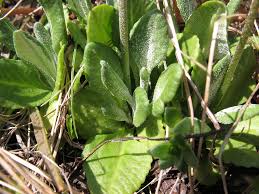 Attēlu rezultāti vaicājumam “Primula farinosa leaf”