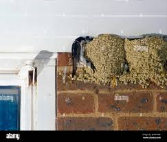 Attēlu rezultāti vaicājumam “Delichon urbicum adult”