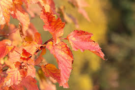 Attēlu rezultāti vaicājumam “Acer tataricum subsp. ginnala bud”