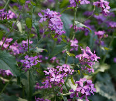 Image result for Lunaria annua