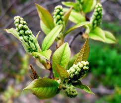Attēlu rezultāti vaicājumam “Padus avium leaf”