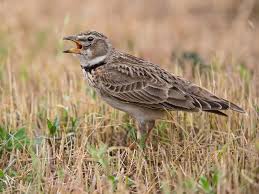 Image result for Melanocorypha calandra